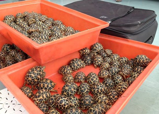 Giới bảo tồn sốc vì vụ buôn lậu rùa hiếm ở Thái