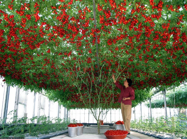 Giống cà chua cực mắn cho ra hàng chục ngàn quả một cây