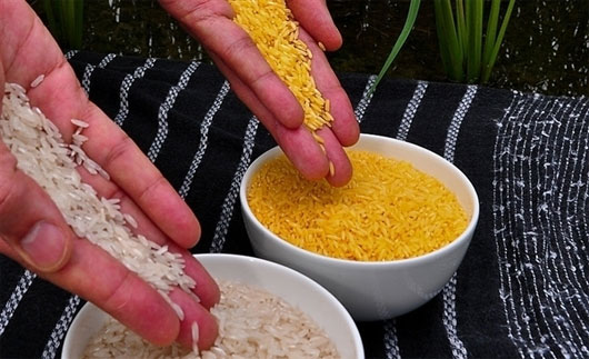Giống gạo mới bổ sung dinh dưỡng cho trẻ em nghèo