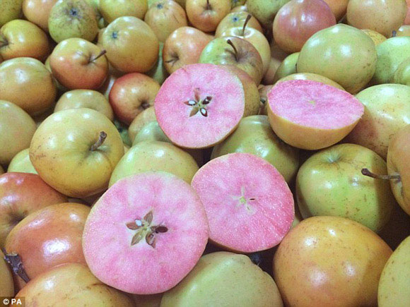 Giống táo vỏ vàng ruột hồng đầu tiên trên thế giới