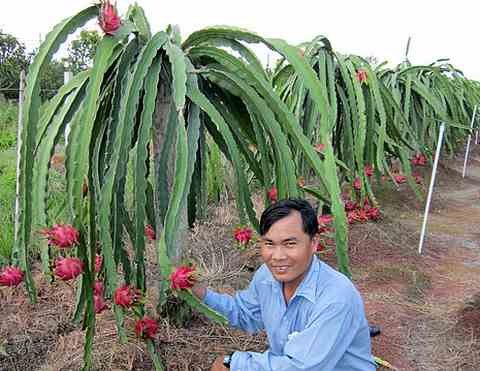 Giống thanh long mới ruột tím hồng