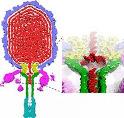 Gút ADN giữ gen virut bên trong