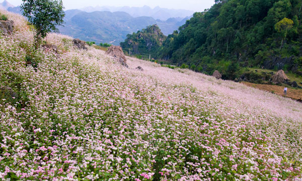 Hà Giang rực rỡ mùa hoa tam giác mạch