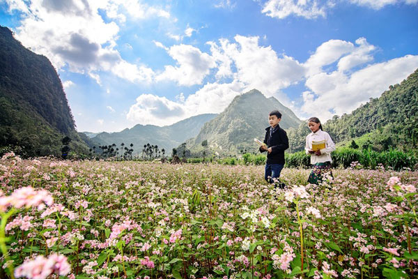 Hà Giang rực rỡ mùa hoa tam giác mạch