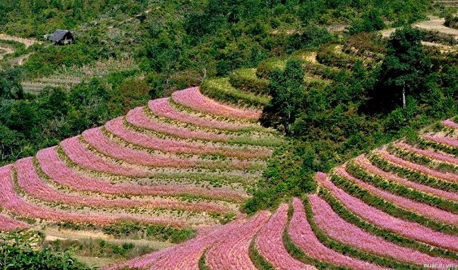 Hà Giang rực rỡ mùa hoa tam giác mạch