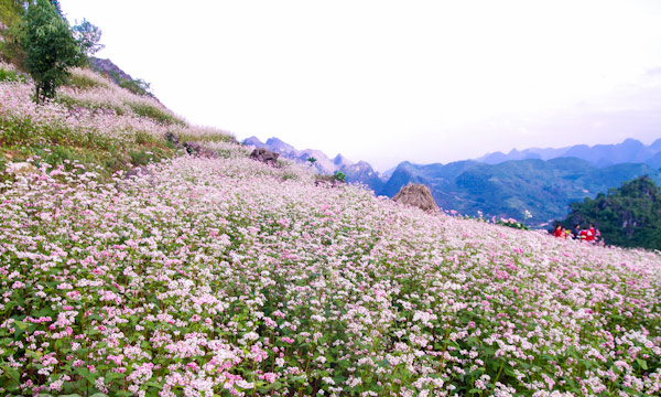 Hà Giang rực rỡ mùa hoa tam giác mạch