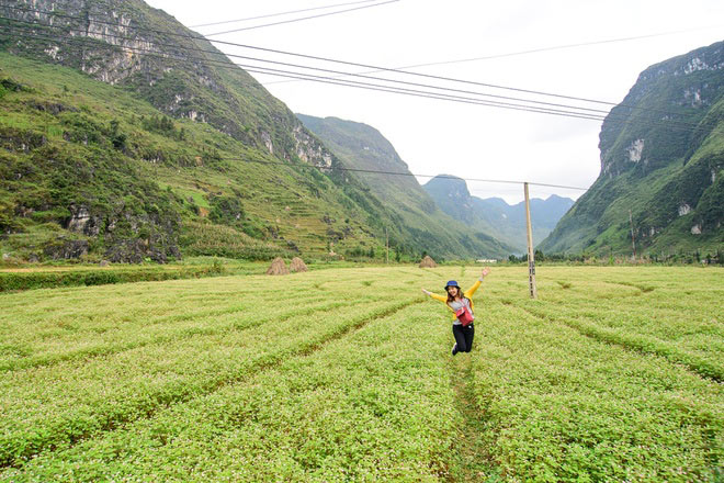 Hà Giang rực rỡ mùa hoa tam giác mạch