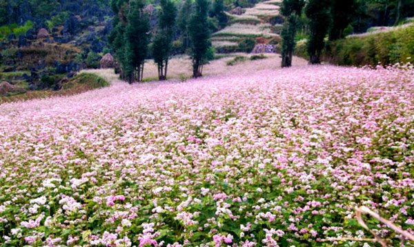 Hà Giang rực rỡ mùa hoa tam giác mạch