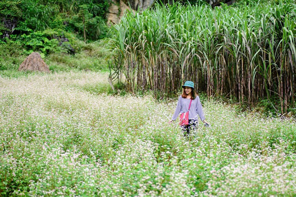 Hà Giang rực rỡ mùa hoa tam giác mạch