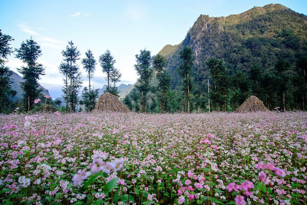 Hà Giang rực rỡ mùa hoa tam giác mạch