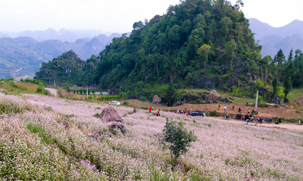 Hà Giang rực rỡ mùa hoa tam giác mạch