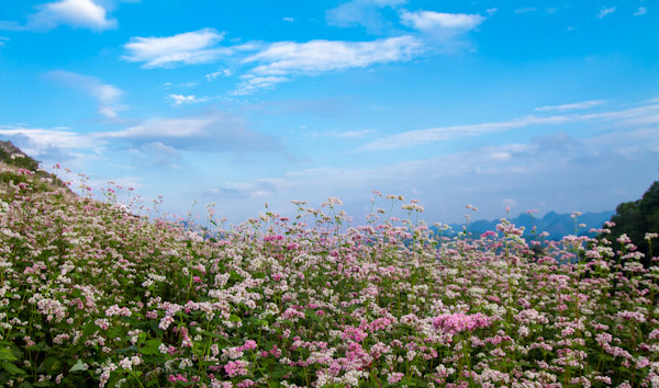 Hà Giang rực rỡ mùa hoa tam giác mạch