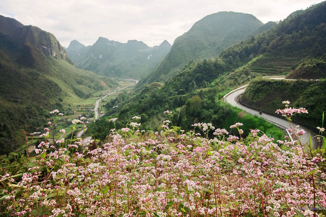 Hà Giang rực rỡ mùa hoa tam giác mạch