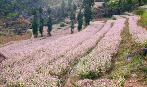 Hà Giang rực rỡ mùa hoa tam giác mạch