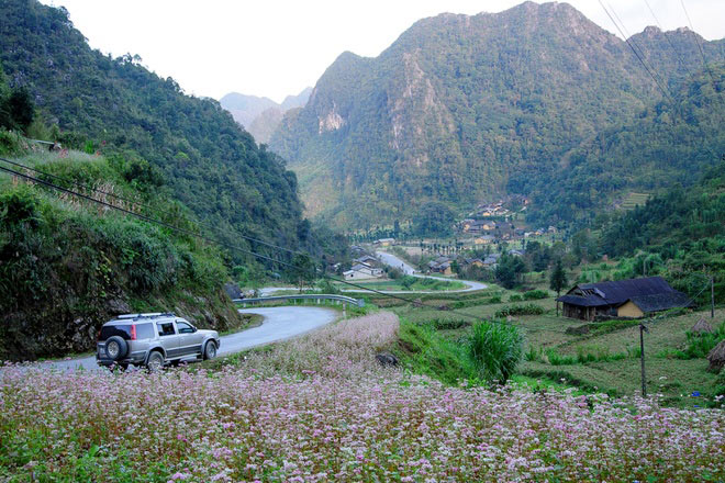 Hà Giang rực rỡ mùa hoa tam giác mạch