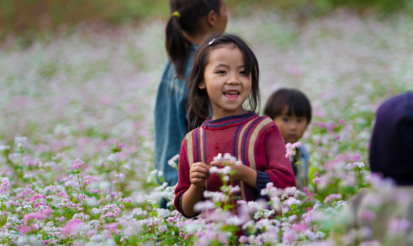 Hà Giang rực rỡ mùa hoa tam giác mạch