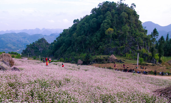 Hà Giang rực rỡ mùa hoa tam giác mạch