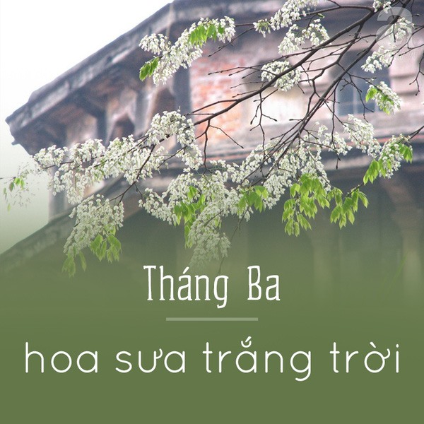 Hà Nội và những mùa hoa đẹp đến đắm say lòng người