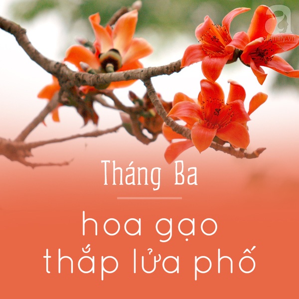 Hà Nội và những mùa hoa đẹp đến đắm say lòng người