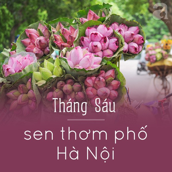 Hà Nội và những mùa hoa đẹp đến đắm say lòng người