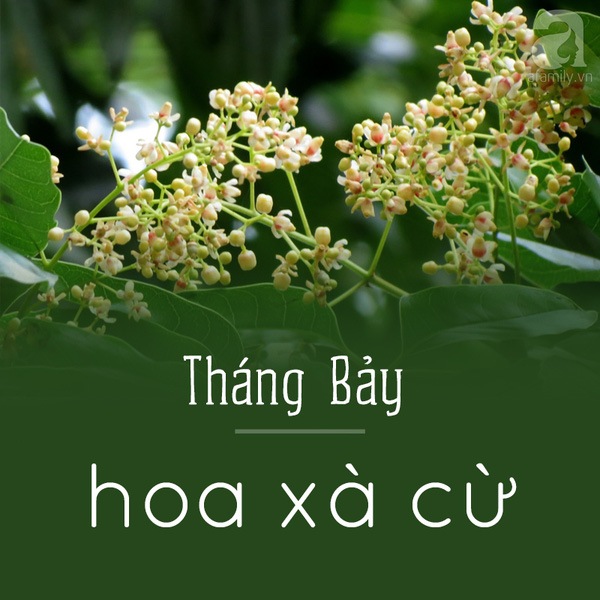 Hà Nội và những mùa hoa đẹp đến đắm say lòng người