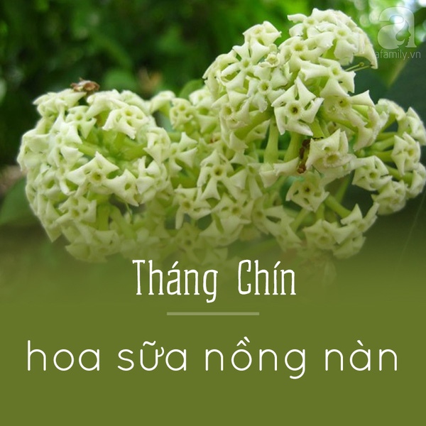 Hà Nội và những mùa hoa đẹp đến đắm say lòng người