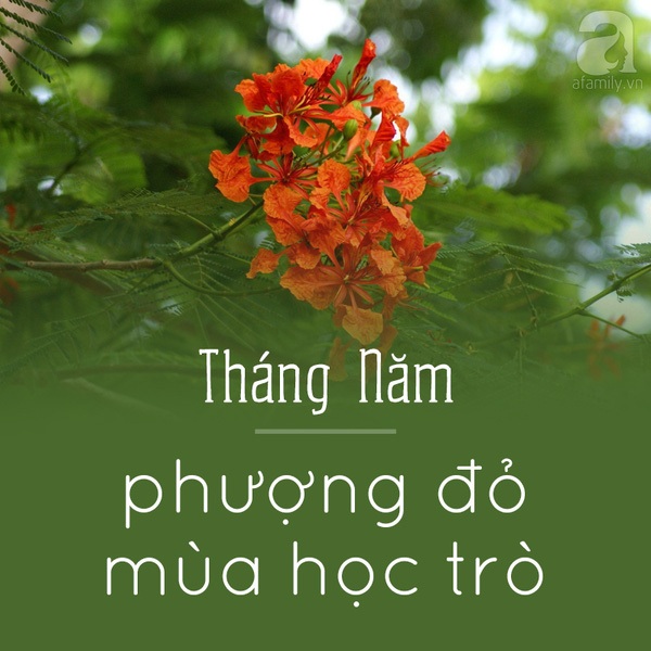 Hà Nội và những mùa hoa đẹp đến đắm say lòng người