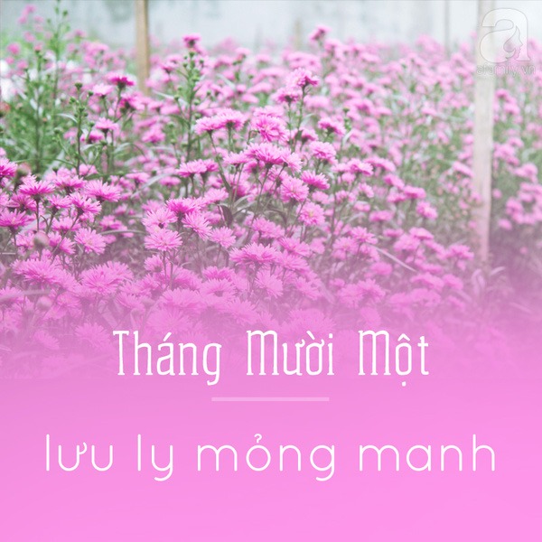 Hà Nội và những mùa hoa đẹp đến đắm say lòng người