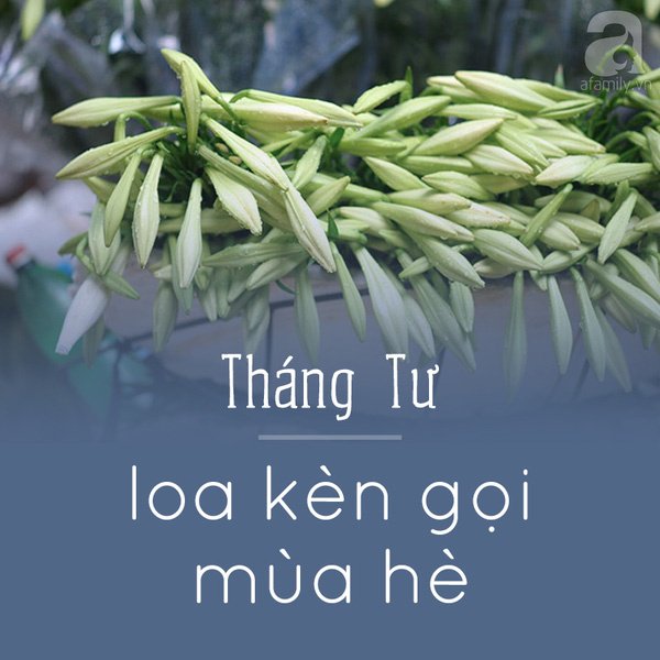 Hà Nội và những mùa hoa đẹp đến đắm say lòng người