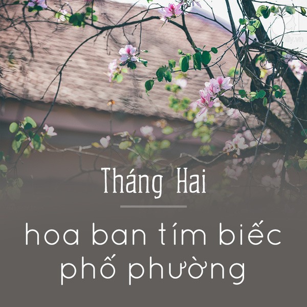 Hà Nội và những mùa hoa đẹp đến đắm say lòng người