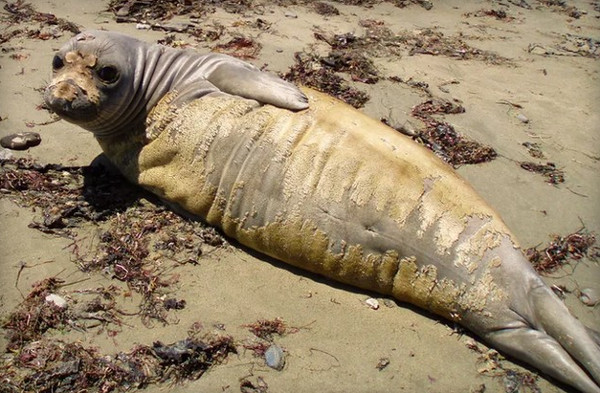 Hải cẩu California thay lông hàng loạt vì nước biển ô nhiễm thủy ngân