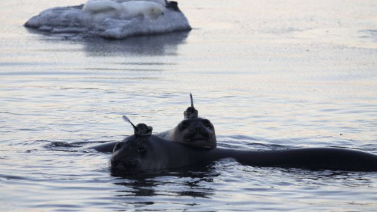 Hải cẩu voi giúp nghiên cứu đáy Nam cực