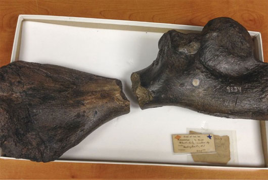 Hai hóa thạch xương rùa hợp nhất sau 160 năm