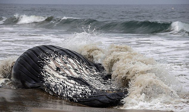 Hãi hùng cảnh xử lý xác cá voi lưng gù khổng lồ