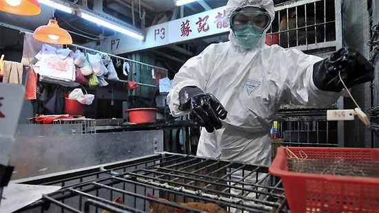 Hai người Trung Quốc chết vì cúm gia cầm H7N9