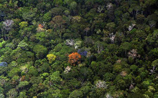 Hạn hán, cháy rừng biến Amazon thành nguồn phát thải carbon