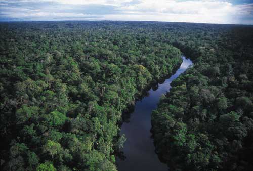 Hạn hán ở vùng rừng Amazon gây biến đổi khí hậu