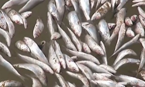 Hàng chục nghìn tấn cá mòi chết trôi dạt vào bờ sông Chile