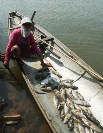 Hàng chục tấn cá chết đột ngột do nước đầm ngọt hóa