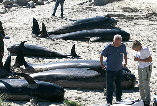Hàng loạt cá voi chết bí ẩn trên bãi biển Tây Ban Nha