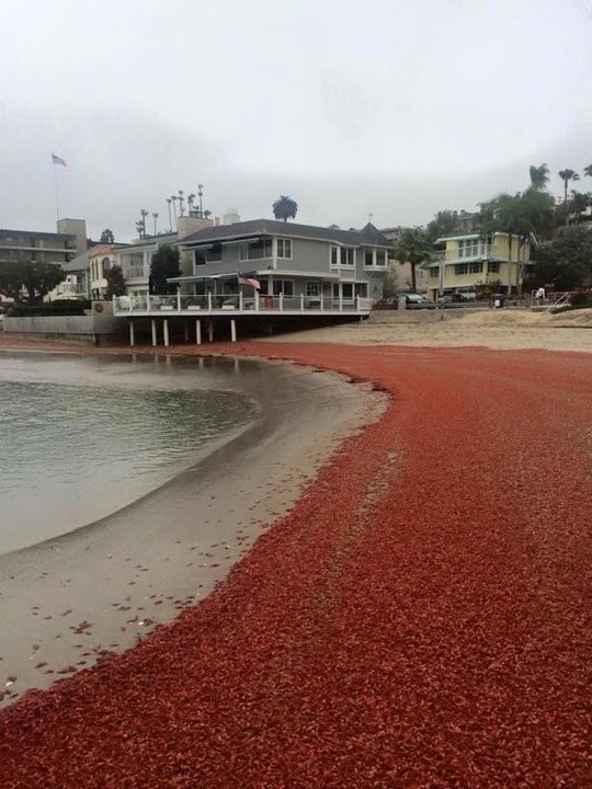 Hàng ngàn con cua nhuộm đỏ bãi biển Mỹ