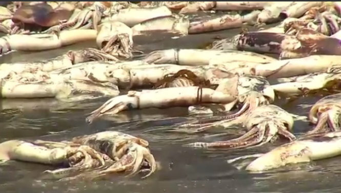 Hàng ngàn con mực ống chết bất thường, tràn ngập bờ biển Chile