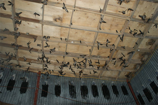 Hàng nghìn con chim yến bị chết dương tính với H5N1