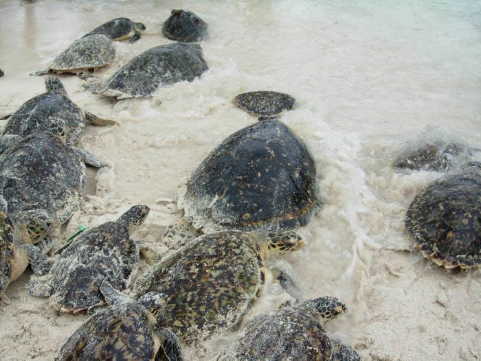 Hàng nghìn con rùa sắp tuyệt chủng đến bờ biển Nicaragua đẻ trứng