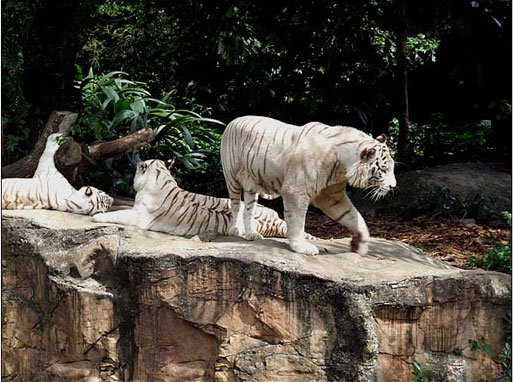 Hàng nghìn hổ mất mạng trong 10 năm