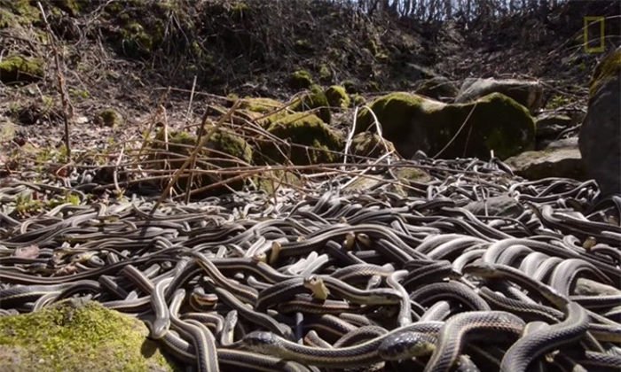 Hang rắn lớn nhất thế giới bừng tỉnh sau giấc ngủ đông