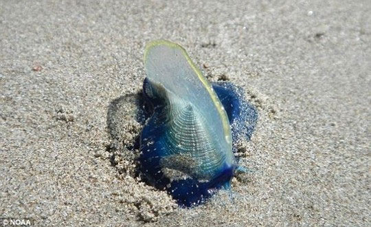 Hàng tỉ sinh vật giống sứa tấn công bờ biển nước Mỹ
