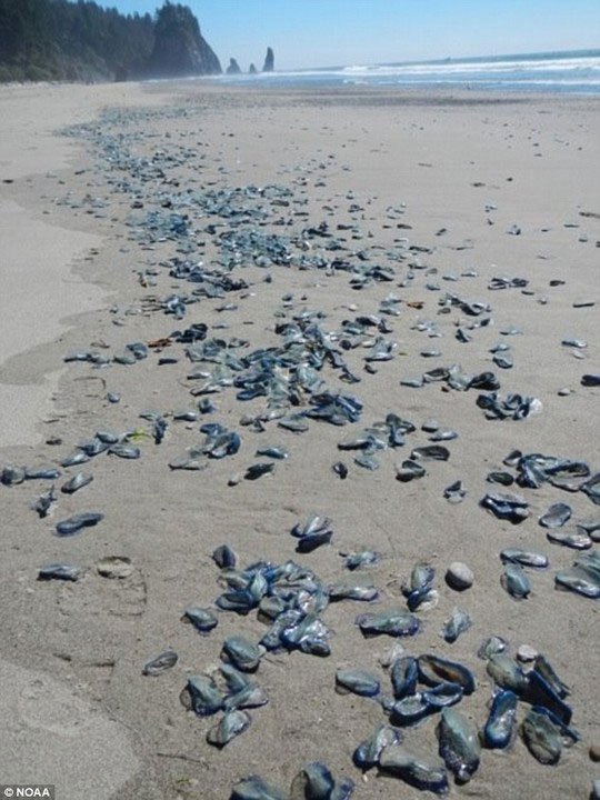 Hàng tỉ sinh vật giống sứa tấn công bờ biển nước Mỹ
