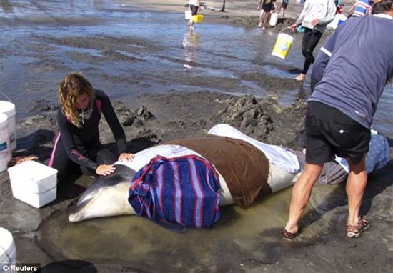 Hàng trăm cá voi chết tại New Zealand