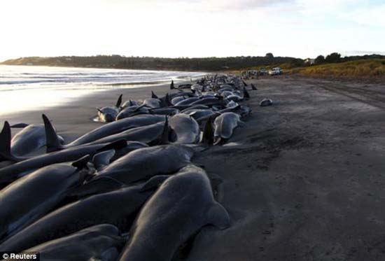 Hàng trăm cá voi chết tại New Zealand